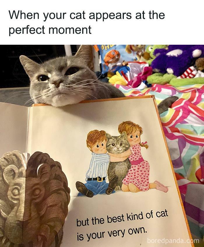 Memes-For-My-Cat