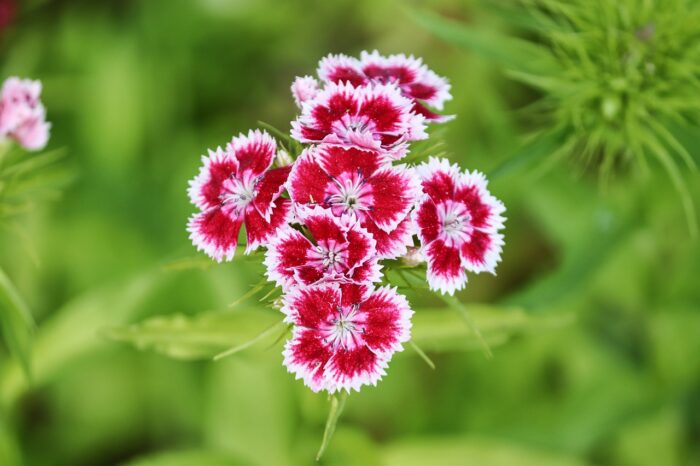 Cloves dianthus barbatus