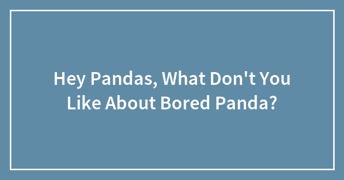 Hey Pandas, What Don’t You Like About Bored Panda?