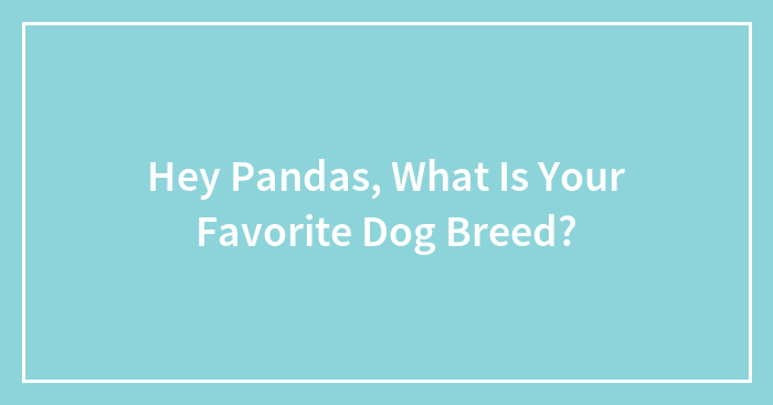 Hey Pandas, What Is Your Favorite Dog Breed?