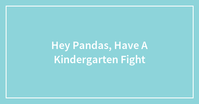 Hey Pandas, Have A Kindergarten Fight
