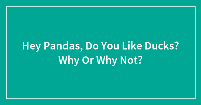 Hey Pandas, Do You Like Ducks? Why Or Why Not?