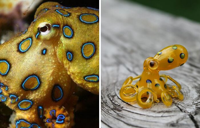 I Made Glass Octopus Inspired By The Blue-Ringed Beauty (5 Pics)