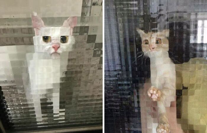 21 Funny Photos Of “Low-Resolution” Cats Behind Pixelated Glass Doors