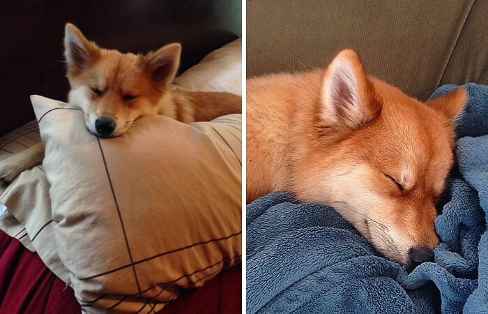 Meet Mya, The Pomeranian-Husky Mix That Looks Just Like A Little Fox (9 Pics)