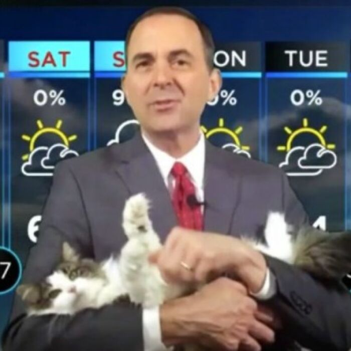 This Kitty Went Viral After Bombing Her Meteorologist Dad’s At-Home Forecast