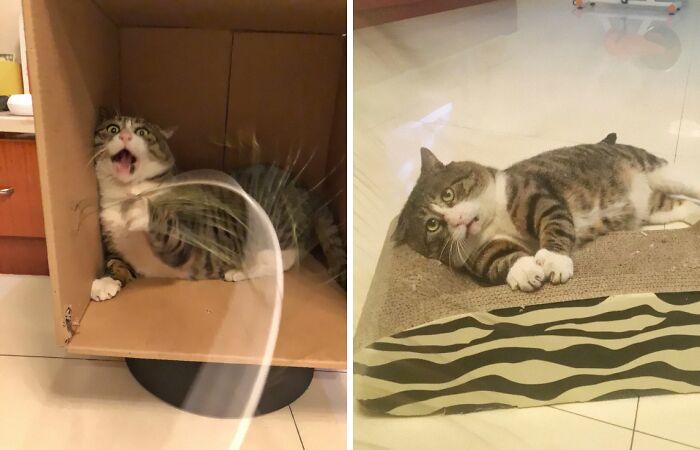 Meet Ah Fei, The Cat Who Deserves An Oscar For His Hilariously Dramatic Reactions (14 Pics)