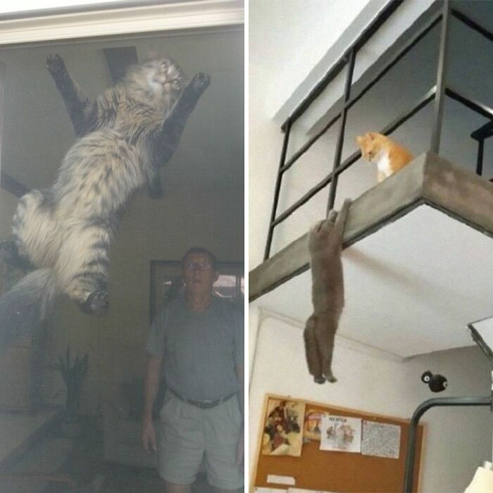 24 Cats Who Challenged The Laws Of Physics, And Won