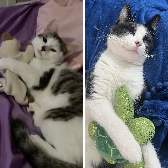 Hey Pandas, Post A Picture Of Your Pet Cuddling With A Plushie (Closed)