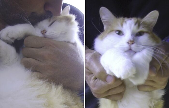 This Deaf Cat Was Found Trying To Fend For Himself On The Streets (6 Pics)