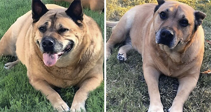 50 Cutest De-Chonker Pics And Stories That Are Absolutely Inspiring