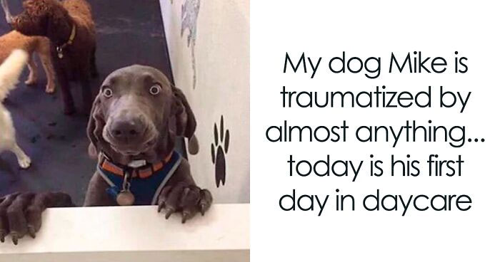 50 Dog Memes Guaranteed To Make You Smile