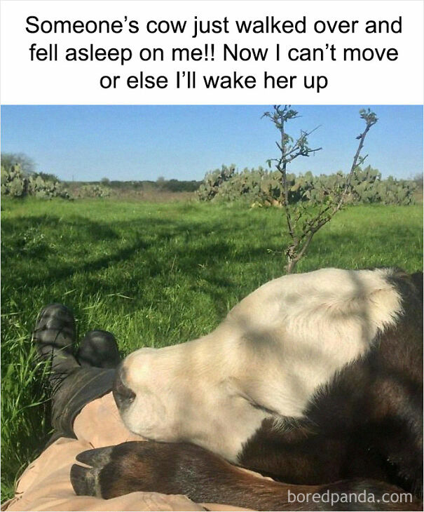 Cows Will Be Your Friend If You Treat Them Nicely