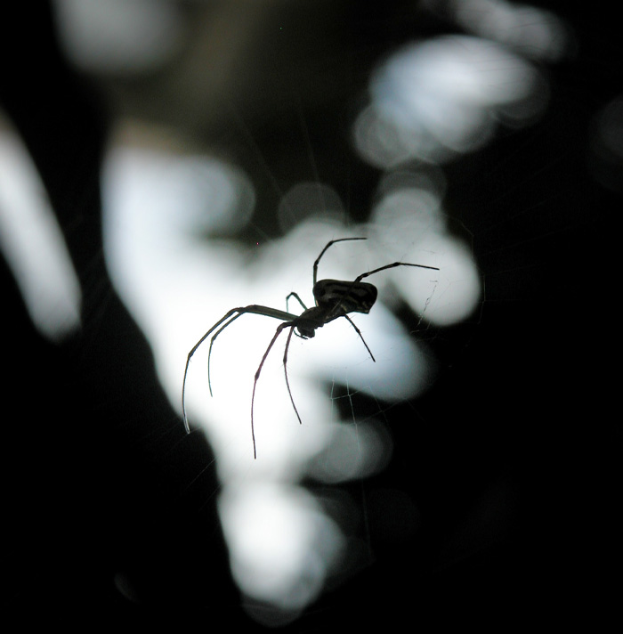 Close-up of a spider in its web with blurred background, illustrating scary facts that will give you the heebie-jeebies.