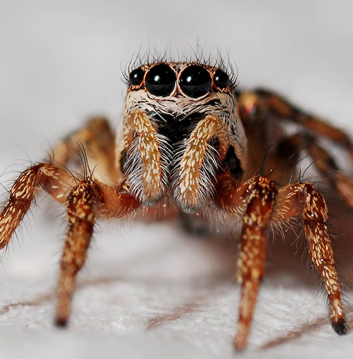 Close-up of a hairy spider with multiple eyes, evoking scary facts that will give you the heebie-jeebies.