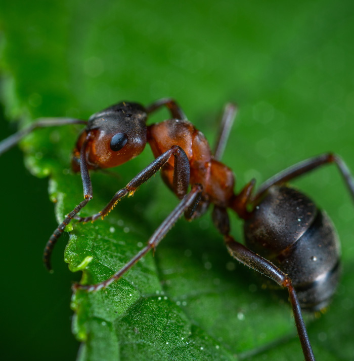 Close-up of an ant on a green leaf, illustrating one of the scary facts that will give you the heebie-jeebies.
