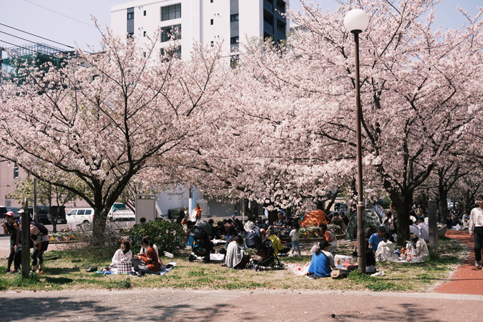 People enjoying a spring gathering under cherry blossom trees in Fukuoka, showcasing culture diversity and beauty of the world.
