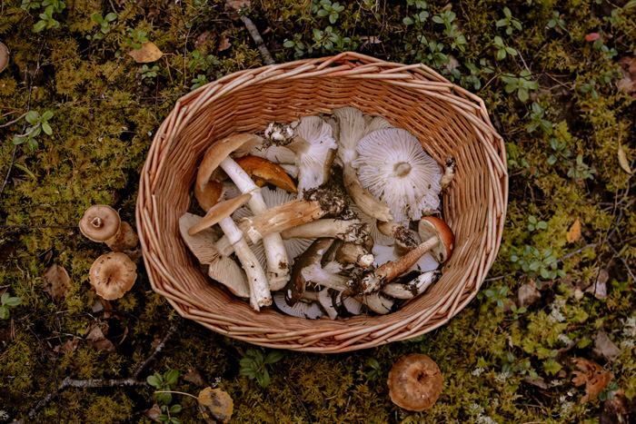 Basket of wild mushrooms on forest floor showcasing nature’s diversity and beauty through cultural foraging traditions.