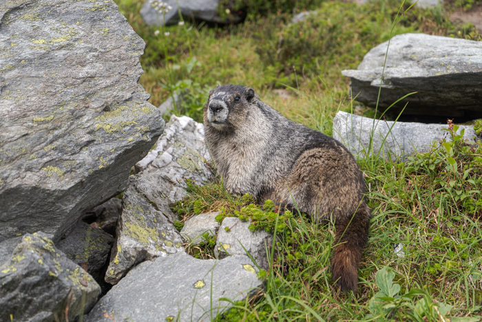 Beaver resting on grass near rocks, showcasing nature’s diversity and the beauty of wildlife habitats worldwide.