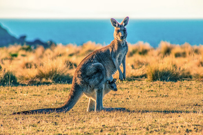 Kangaroo with joey in a grassy field in Tasmania, showcasing culture facts reflecting diversity and beauty of the world.