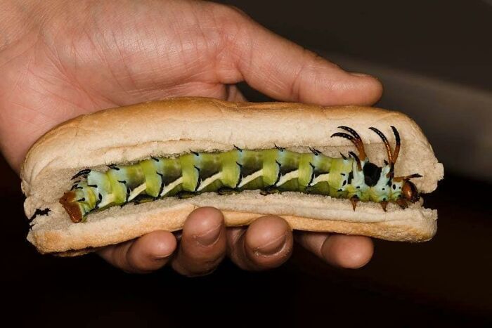 Cursed-Foodposting-Pics