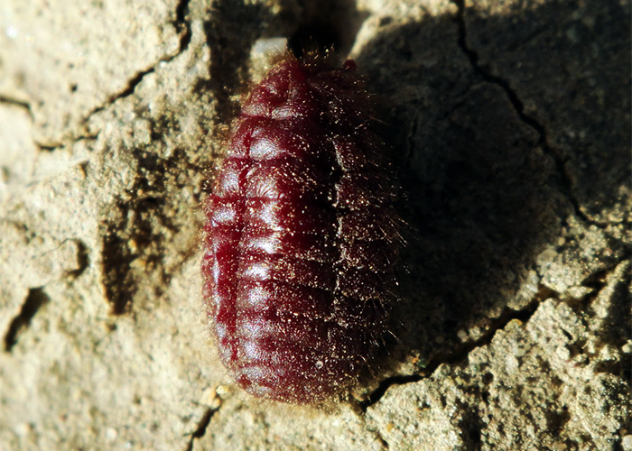 Close-up of a creepy insect on dirt, illustrating disturbing behind-the-scenes secrets about popular meals worldwide.