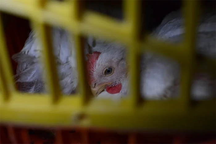 Chicken behind bars in a cage, revealing disturbing behind-the-scenes secrets about popular meals worldwide.