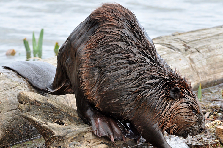 Beaver near water on a log, illustrating disturbing behind-the-scenes secrets about popular meals worldwide.