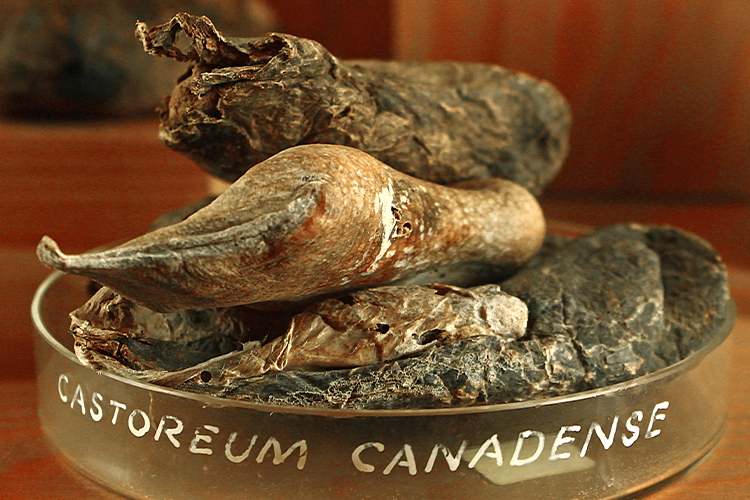 Dried castoreum pods in a petri dish, revealing disturbing behind-the-scenes secrets about popular meals.