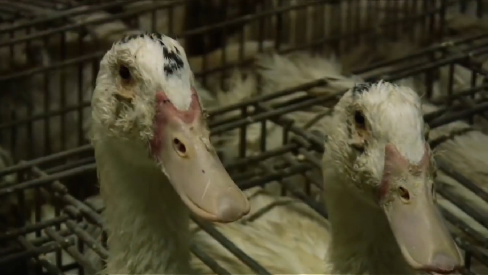 Ducks confined in small cages highlighting disturbing behind-the-scenes secrets of popular meals in the world.