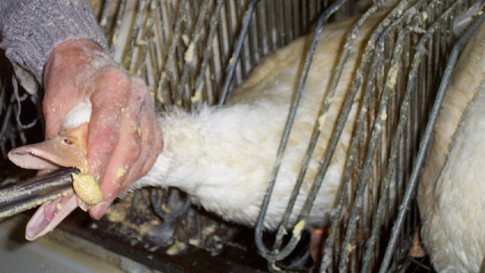 Hand force-feeding duck in cramped cage, revealing disturbing behind-the-scenes secrets of popular meals production.