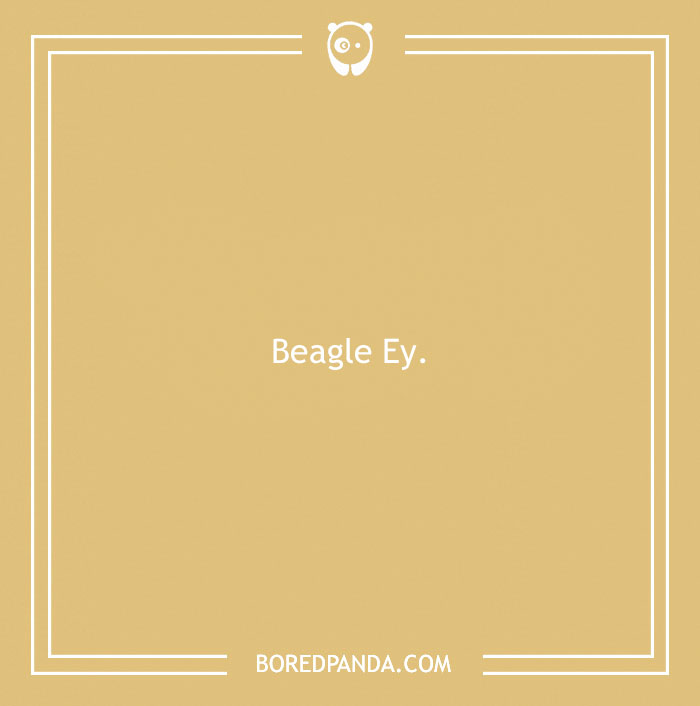 197 Funny Dog Puns to Honor the Pup-arazzi Worthy Furballs