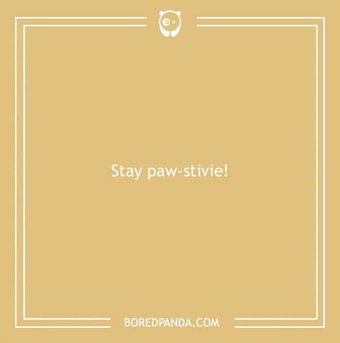 197 Funny Dog Puns to Honor the Pup-arazzi Worthy Furballs