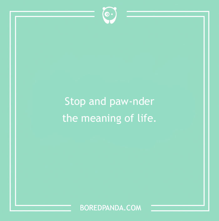 197 Funny Dog Puns to Honor the Pup-arazzi Worthy Furballs