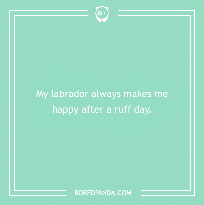 197 Funny Dog Puns to Honor the Pup-arazzi Worthy Furballs