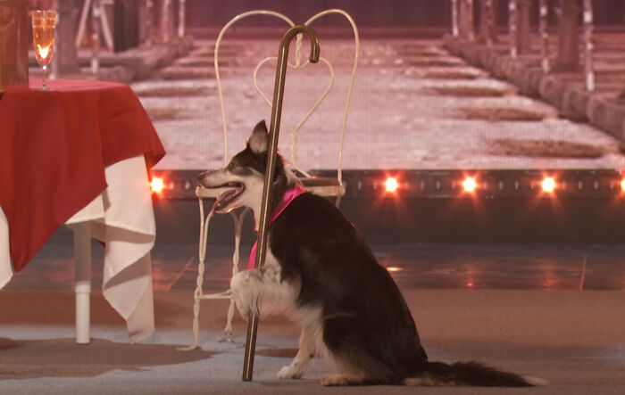 &ldquo;I&rsquo;ve Never Seen Anything Like It&rdquo;: Dog Wins America&rsquo;s Got Talent For The First Time Since 2012