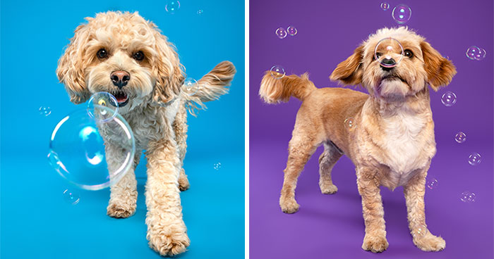 14 Pics Of Playful Dogs Chasing Soap Bubbles I Took