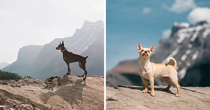 I Photographed 12 Dogs In Banff National Park And Captured Their Love For Adventure