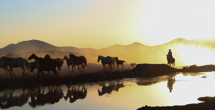 horses being chased by a cowboy