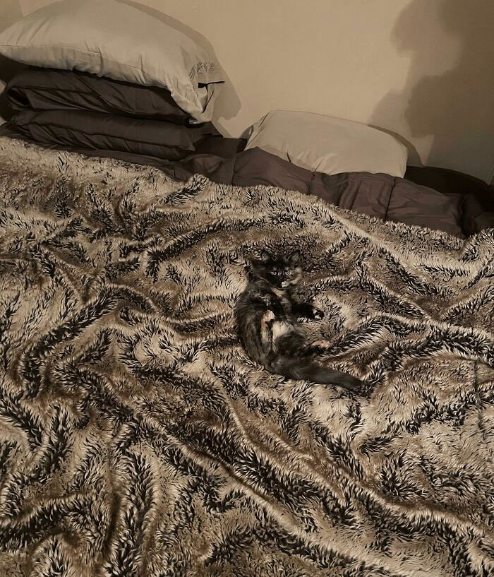 Little Nyko Is The Reason I Can’t Just Jump Into Bed Anymore Without Thoroughly Scanning The Blanket First