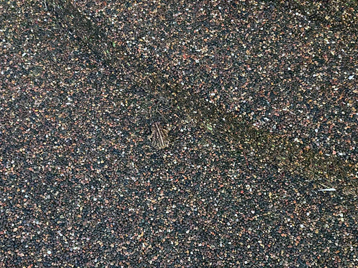 This Toad Blends In Well With Our Front Step