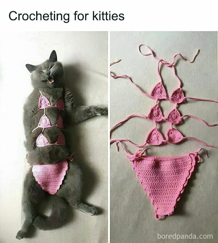 50 Perfectly Accurate Pics And Memes That Capture What It's Like Living With Cats