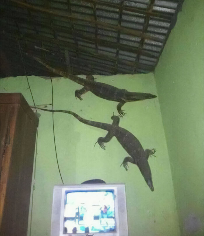 I See Your Australian Spiders, And Raise You