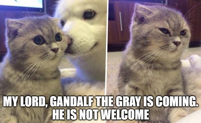 A cat with wide eyes alongside a serious face, humorously referencing Gandalf from Middle Earth.