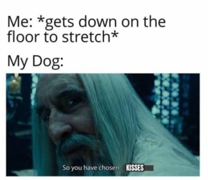 Character with long white hair in a humorous meme about dogs. Middle Earth theme.