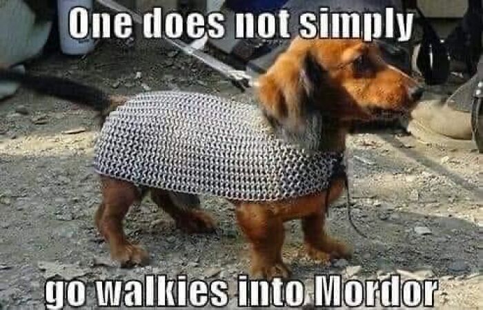 Dog in chainmail with text about walking into Mordor, referencing Middle Earth memes.