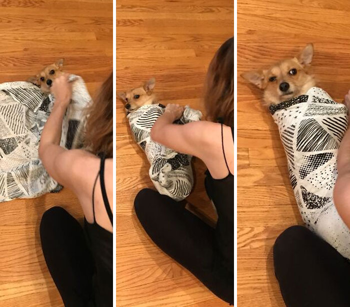 My Pregnant Wife Is Practicing Swaddling On Our Dog