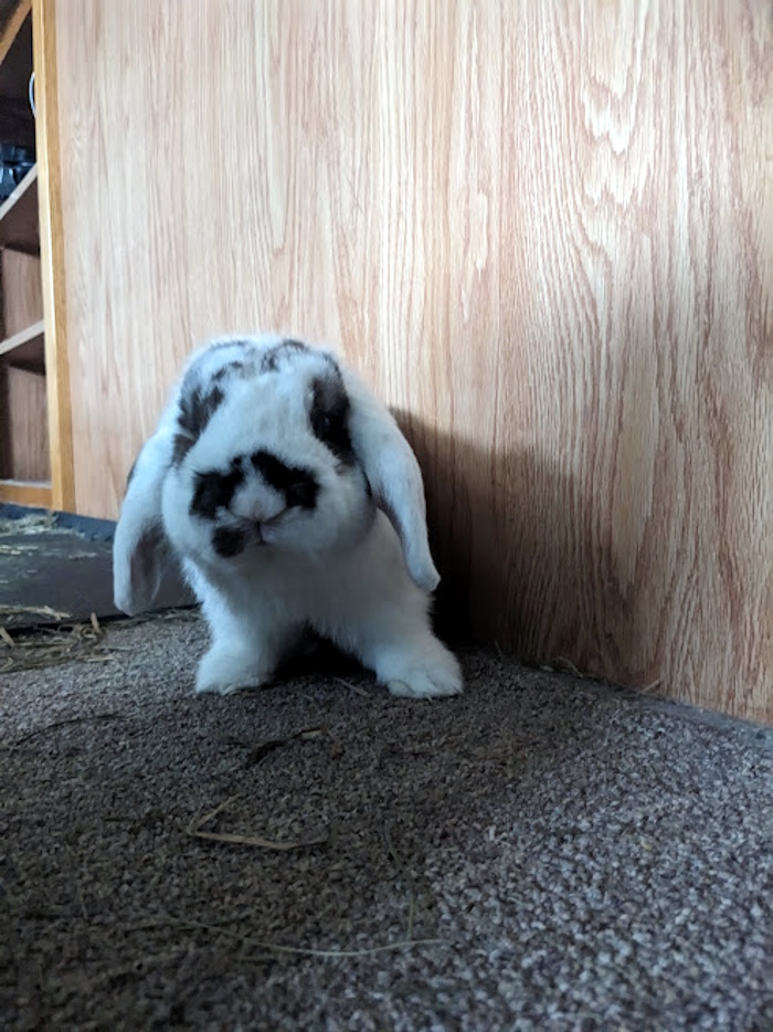 Tomorrow Marks My Three Year Bunniversary With Hector!