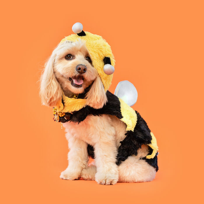 Bumble Bee
