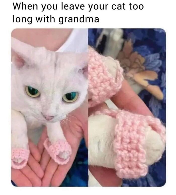 Hilarious-Cat-Jokes-Memes